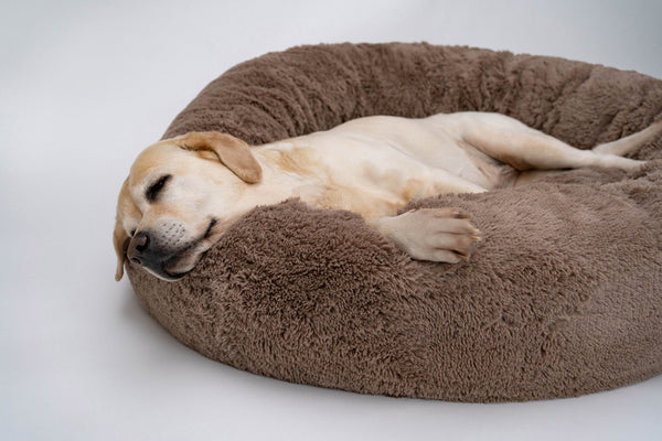 快適な犬用ベッドの選び方は？ポイントやおすすめをご紹介します